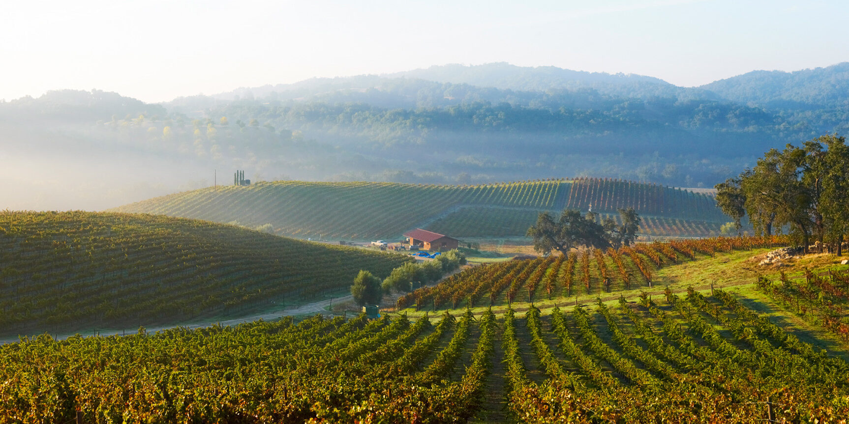 Tablas Creek Vineyard